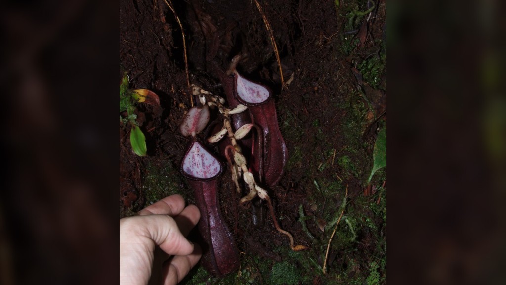 Carnivorous Plant That Traps Prey Underground Is The 1st Of Its Kind To Be Discovered