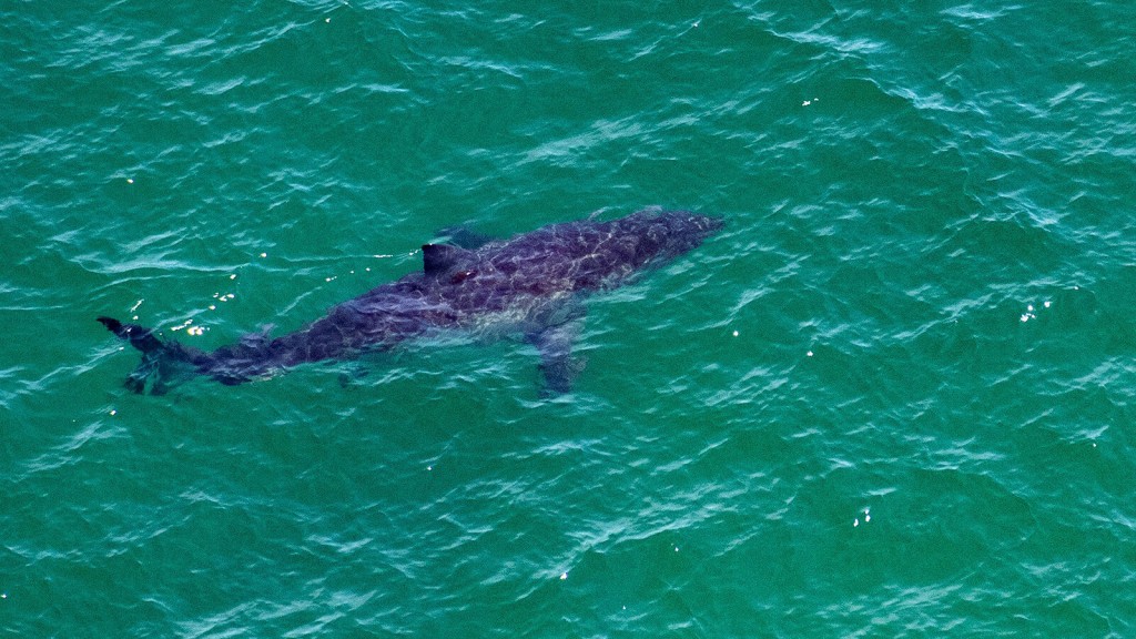 Are There More Shark Encounters Than Usual? An Expert Weighs In