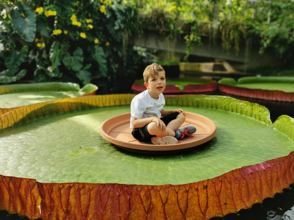 This Giant Waterlily Is The Biggest In The World — And It’s A Newly Identified Species