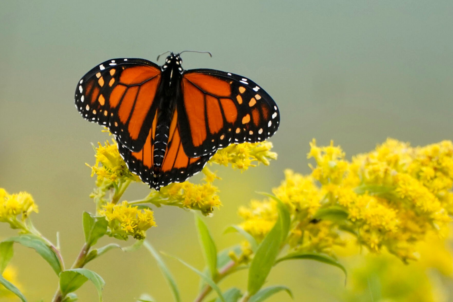 <p>FILE - A Monarch butterfly pauses in a field of Goldenrod on Sept. 11, 2020, at the Flight 93 National Memorial in Shanksville, Pa. The International Union of Conservation of Nature officially categorized the monarch as "endangered" and added it to its Red List of Threatened Species on July 21. (AP Photo/Gene J. Puskar)</p>