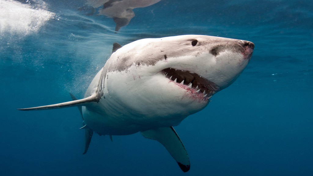 ‘shark Week’ Lineup To Feature Dwayne Johnson As Host