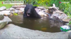 Watch Now: Bear Cooling Off In Massachusetts Pond Gets Scared Away By Koi