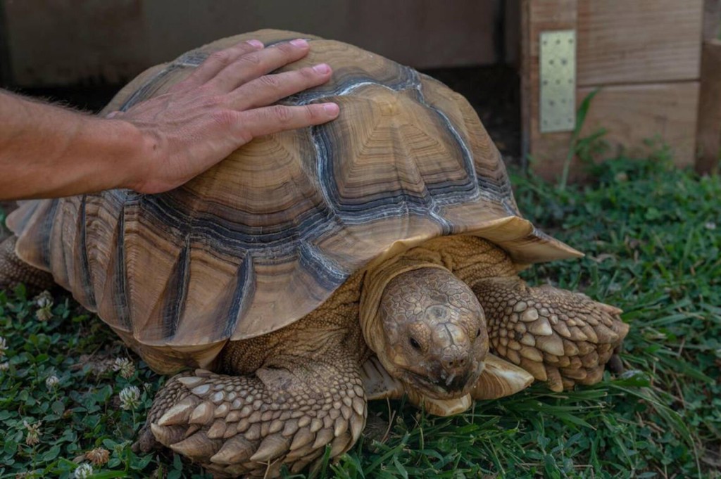 Meet A Huge Tortoise Named Tyrion, A Beloved Kansas City Celebrity