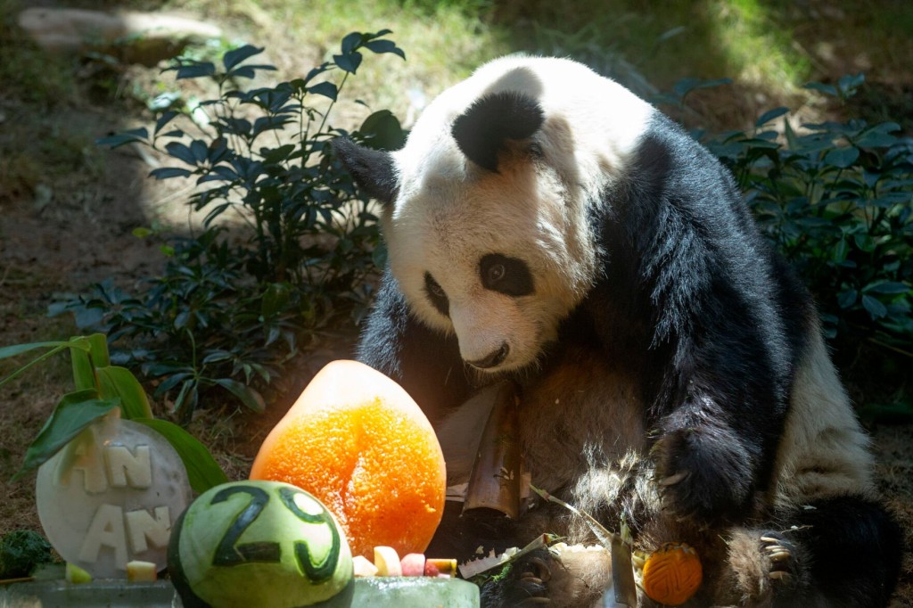 World’s Oldest Ever Male Giant Panda Dies At Age 35 In Hong Kong