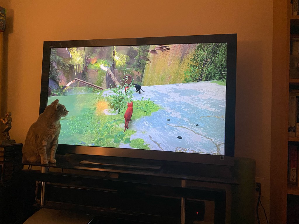 ‘stray’ Has Captured The Attention Of Real Life Cats
