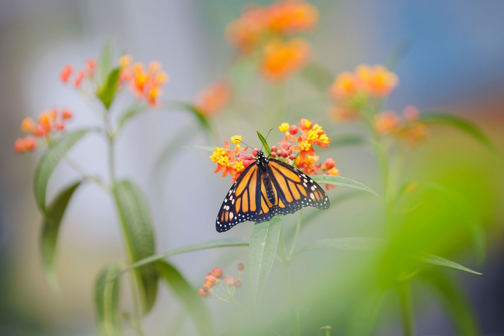Monarch Butterflies Could Become Extinct If We Don’t Take These 3 Steps, Experts Say