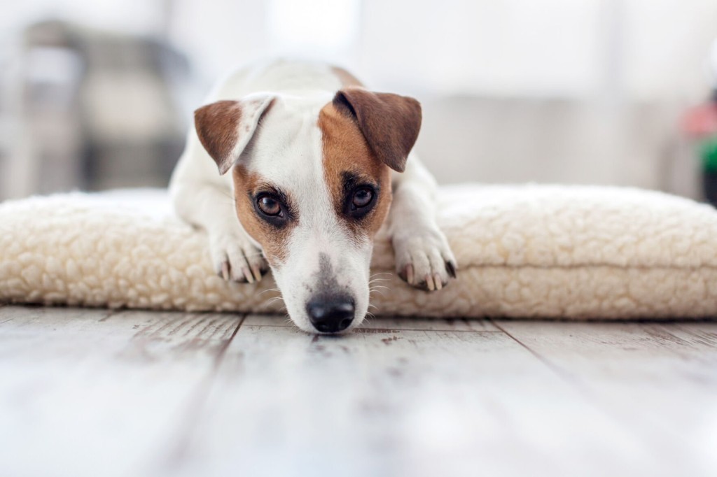 Your Dog Doesn’t Want You Going To Work Or On Vacation: How To Handle Separation Anxiety