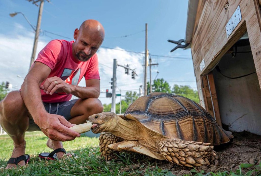 Meet A Huge Tortoise Named Tyrion, A Beloved Kansas City Celebrity