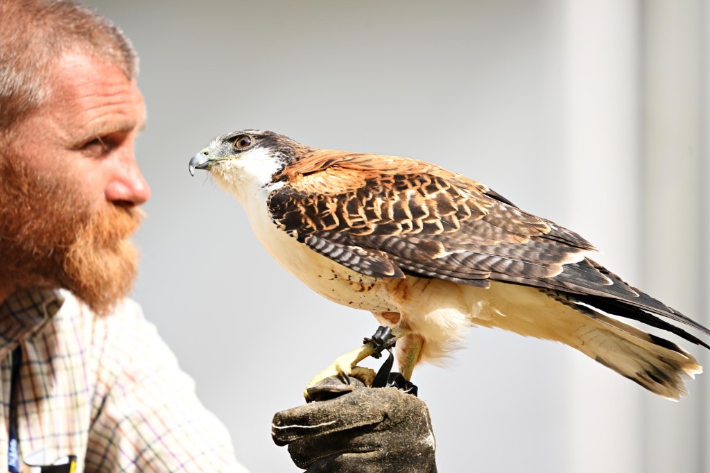 Eagles A Plenty: Birds Of Prey Employed By The Open To Scare Away Problem Seagulls