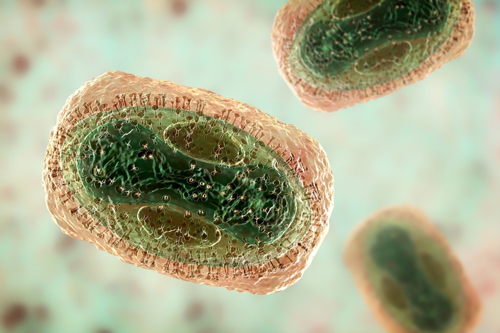 Now Should I Worry About Monkeypox? Our Medical Analyst Explains