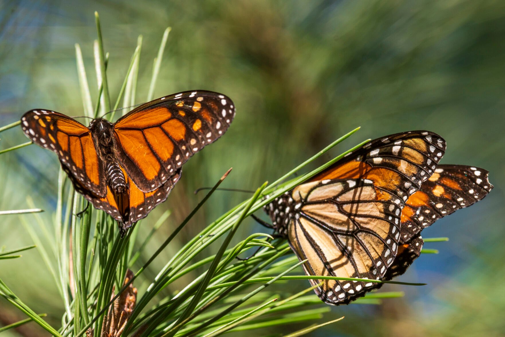 <p>FILE - Monarch butterflies land on branches at Monarch Grove Sanctuary in Pacific Grove, Calif., Wednesday, Nov. 10, 2021. On Thursday, July 21, 2022, the International Union for the Conservation of Nature said migrating monarch butterflies have moved closer to extinction in the past decade – prompting scientists to officially designate them as “endangered." (AP Photo/Nic Coury, File)</p>