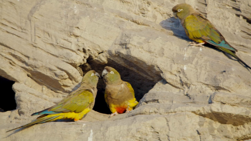 Largest Parrot Colony In The World Lives In Patagonia’s Crumbling Cliffs