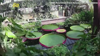 Watch Now: Photographer Captures Timelapse Of The World’s Largest Lily Pads Growing