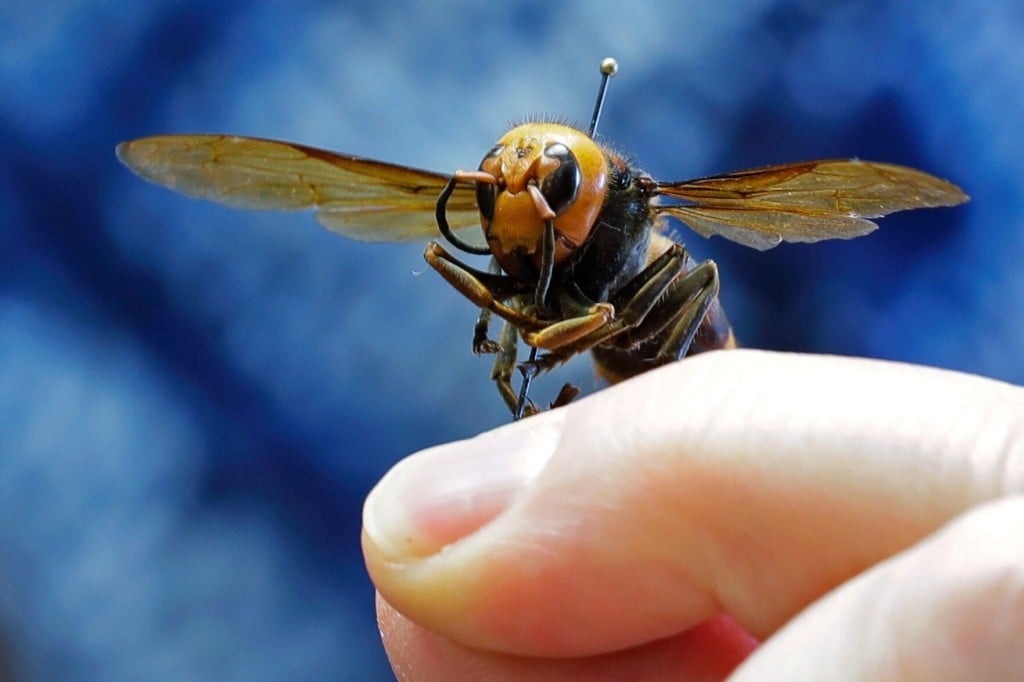 Invasive Insect Formerly Known As ‘murder Hornet’ Gets New Name