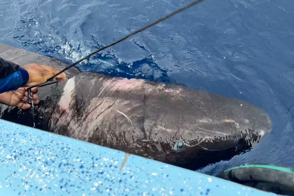 A Mysterious Greenland Shark Showed Up In Belize, Thousands Of Miles From Its Arctic Home