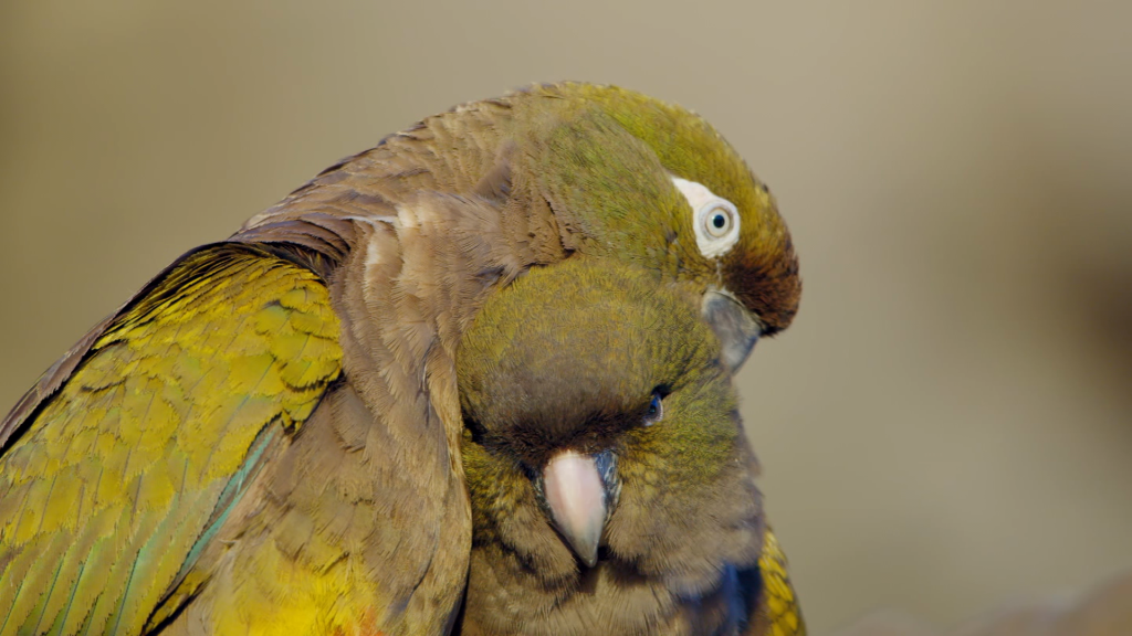 Largest Parrot Colony In The World Lives In Patagonia’s Crumbling Cliffs