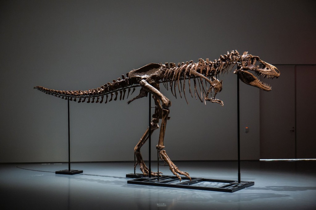 Scientists Are Concerned About The Multi Million Dollar Auction Of This Dinosaur Skeleton