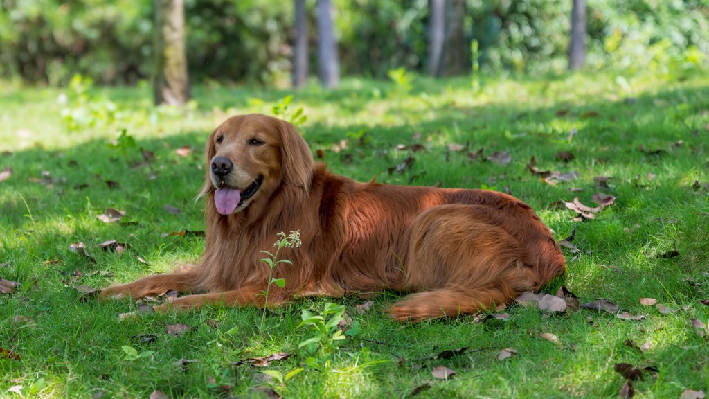 How To Keep Your Dog And Other Pets Cool In The Heat