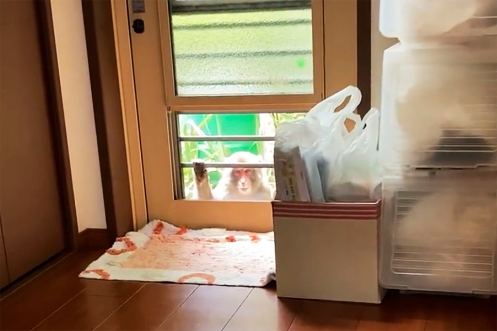 Japanese City Alarmed By Biting, Clawing, Attacking Monkeys