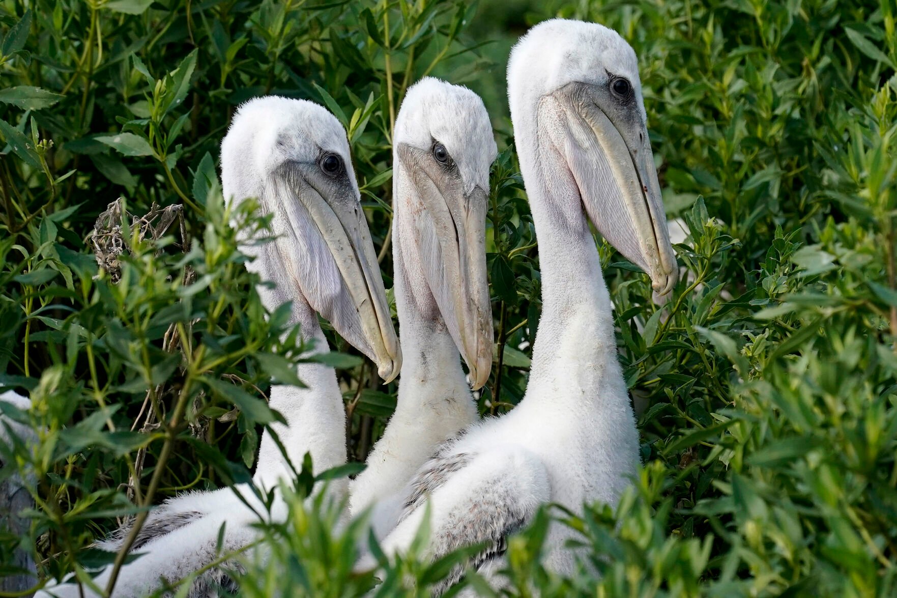 <p>Young brown pelicans sit in their nest on Raccoon Island, a Gulf of Mexico barrier island that is a nesting ground for brown pelicans, terns, seagulls and other birds, in Chauvin, La.</p>