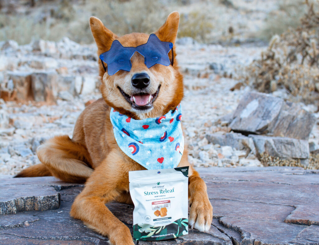The 4th Of July – Not So Pet Friendly: How To Keep Your Pet Safe And Calm