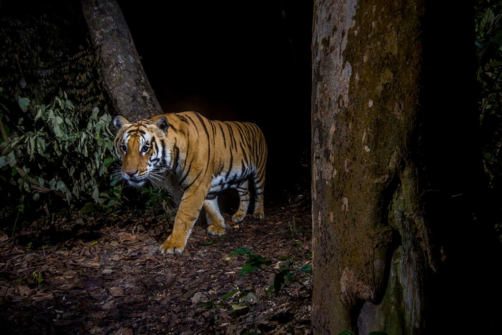 Nepal Has Nearly Tripled Its Wild Tiger Population Since 2009