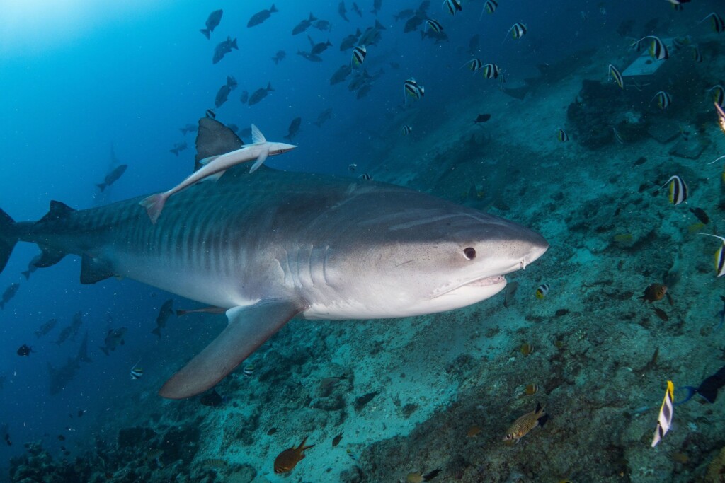 Sharks Are Millions Of Years Older Than Dinosaurs And 5 Other Facts That May Surprise You