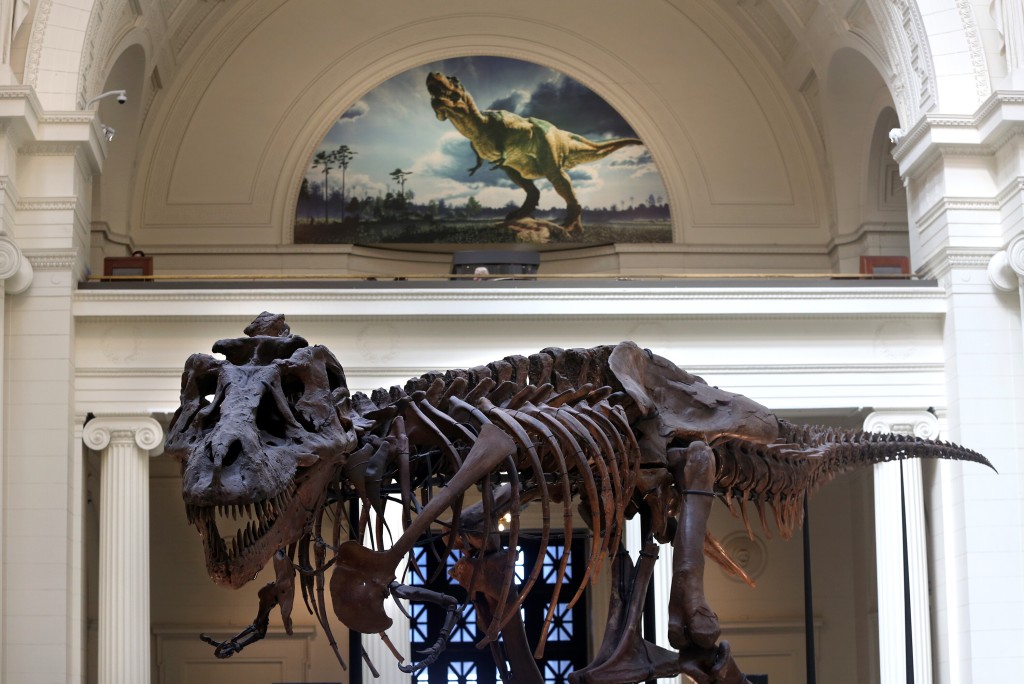 New Study Of T. Rex Fossils Debunks Theory That King Of Dinosaurs Was Misunderstood