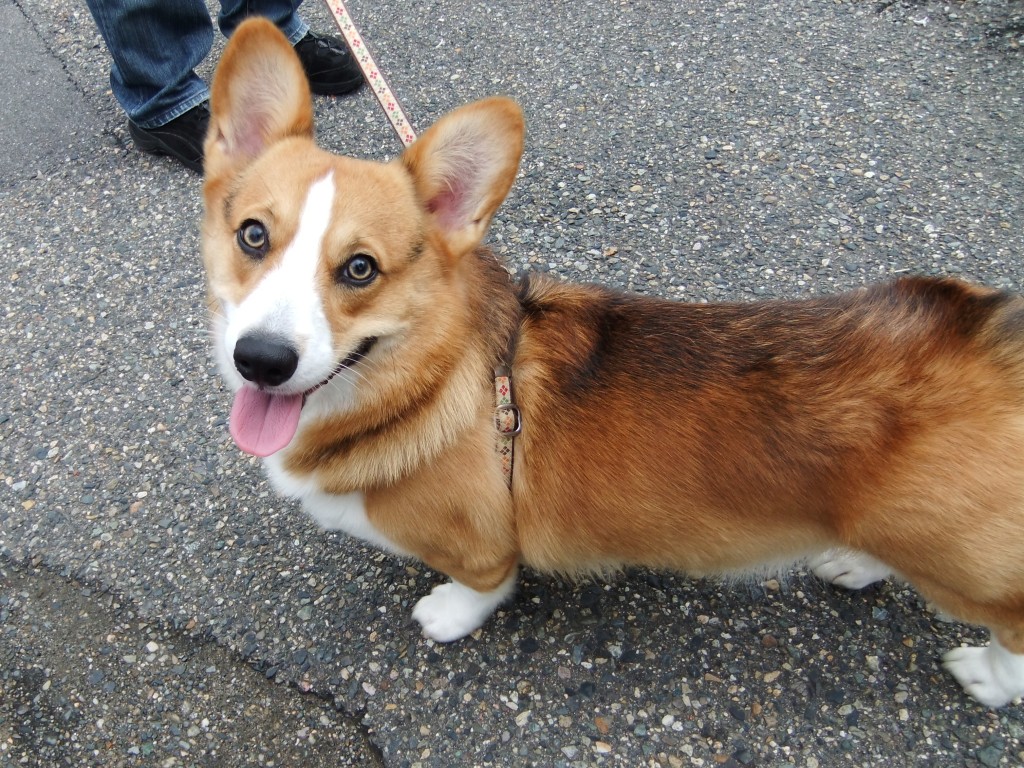 Corgi Dogs 790706 3017x2262