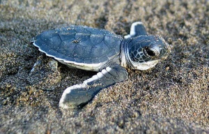 Baby Sea Turtle