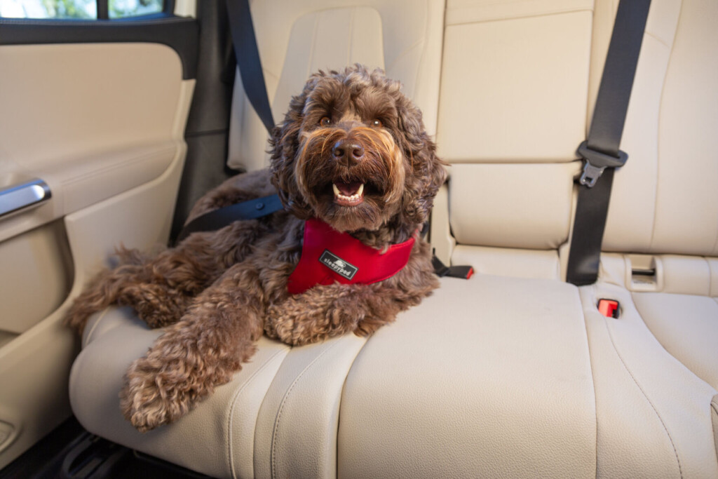 Putting Pet Car Safety First: Tripswithpets Poll Reveals The Method Of Choice For Securing Pets In Vehicles