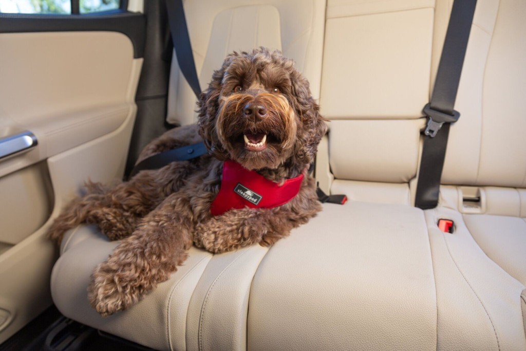 Putting Pet Car Safety First: Tripswithpets Poll Reveals The Method Of Choice For Securing Pets In Vehicles