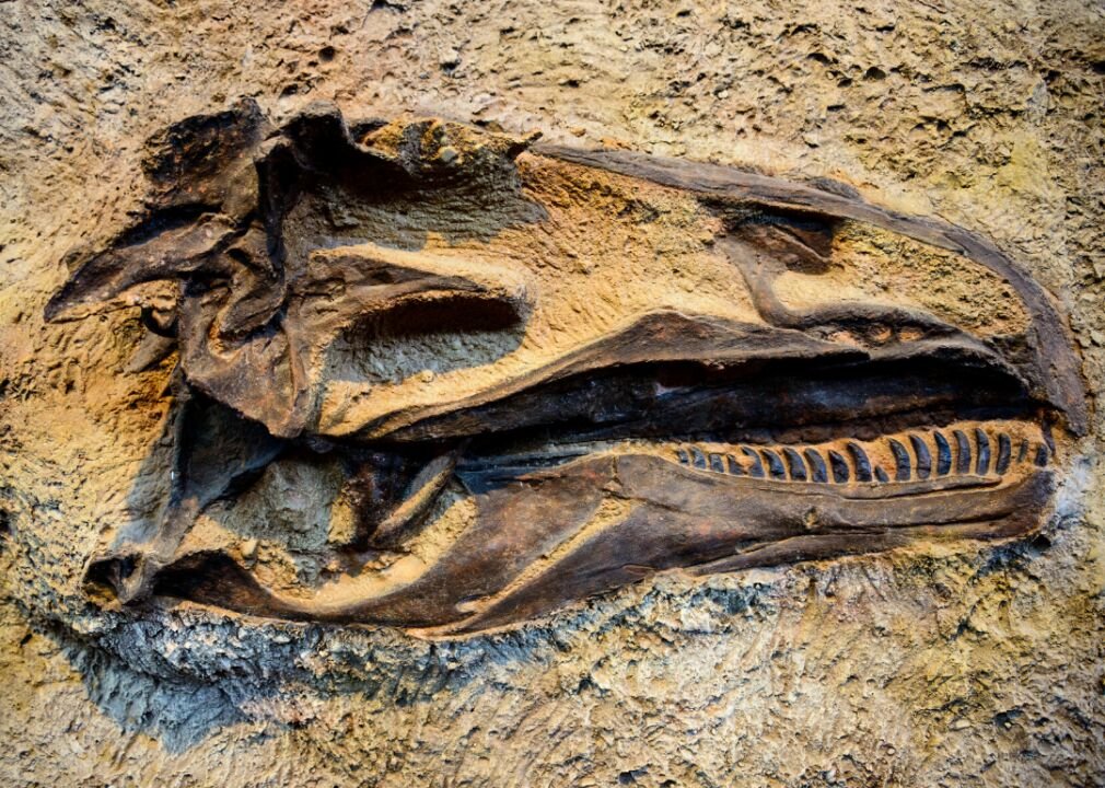 Scientists Are Concerned About The Multi Million Dollar Auction Of This Dinosaur Skeleton