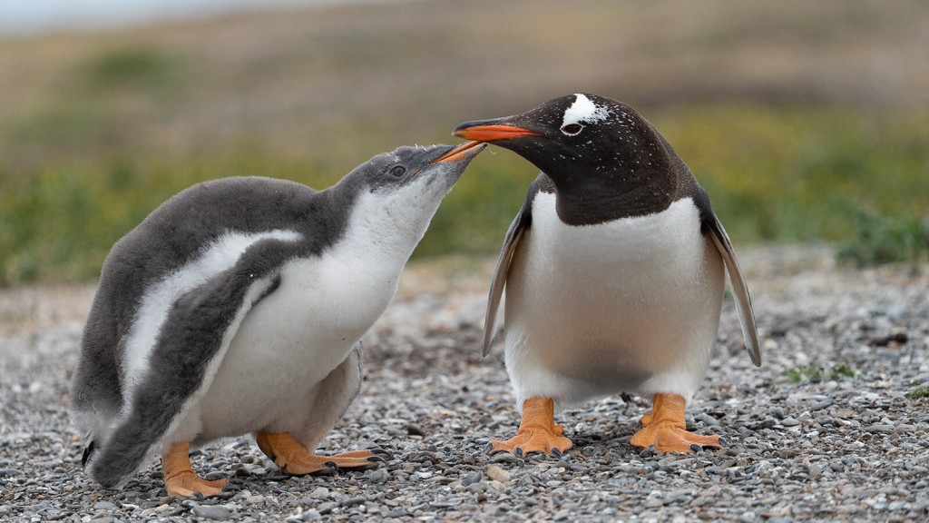 Explore Where Penguins Live On Patagonia’s Edge
