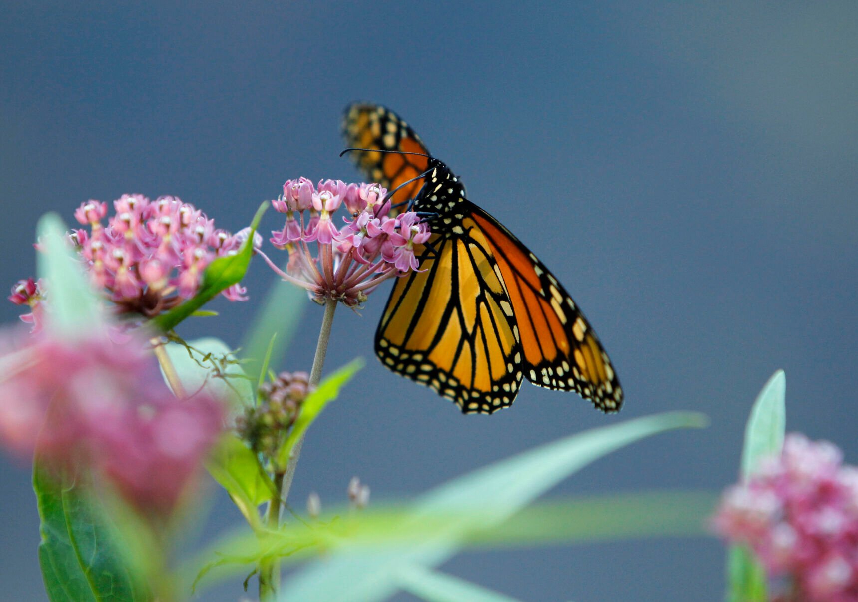 <p>FILE - A Monarch butterfly eats nectar from a swamp milkweed on the shore of Rock Lake on July 22, 2012, in Pequot Lakes, Minn. The International Union of Conservation of Nature officially categorized the monarch as "endangered" and added it to its Red List of Threatened Species on July 21. (AP Photo/Ann Heisenfelt, File)</p>