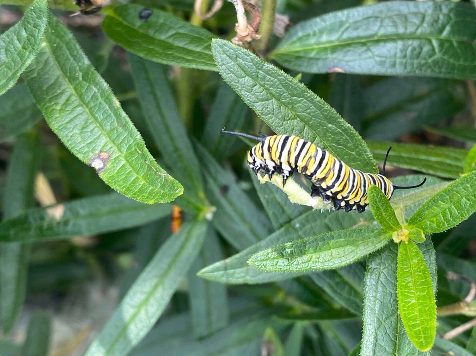 <p>This image provided by Garden for Wildlife shows a monarch butterfly caterpillar munching on a milkweed leaf. The International Union of Conservation of Nature officially categorized the monarch as "endangered" and added it to its Red List of Threatened Species on July 21. (Julie Richards/Garden for Wildlife via AP)</p>