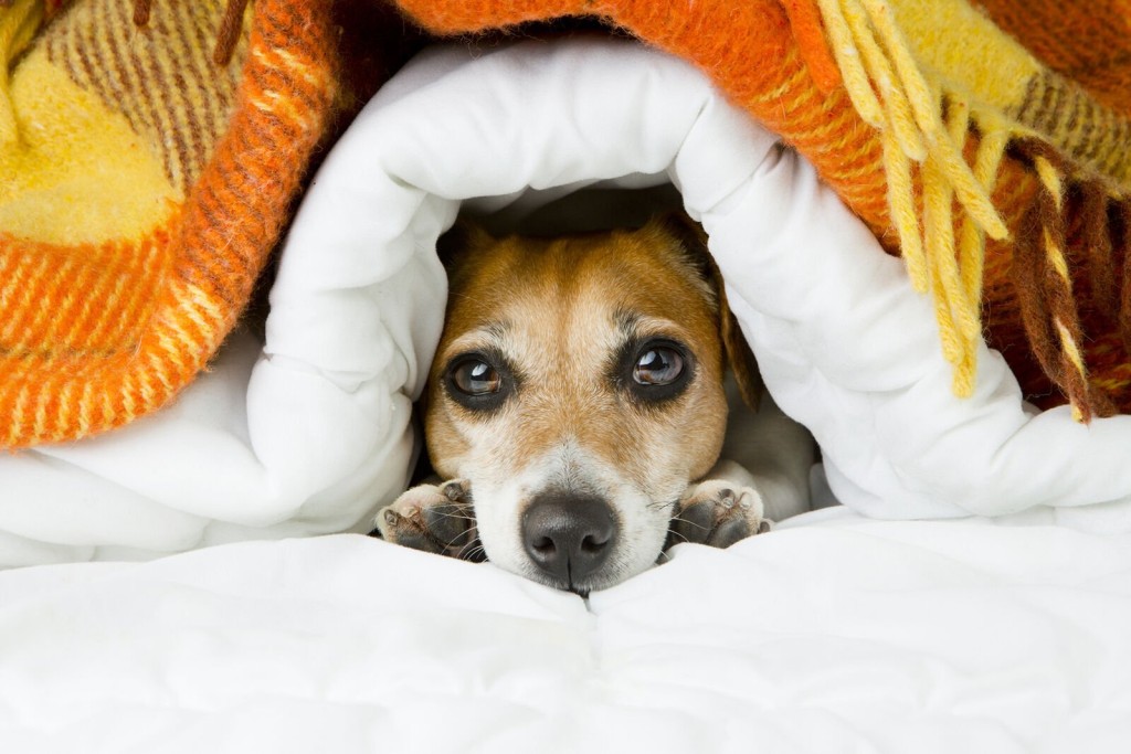 What To Do When Your Dog Is Afraid Of Thunderstorms