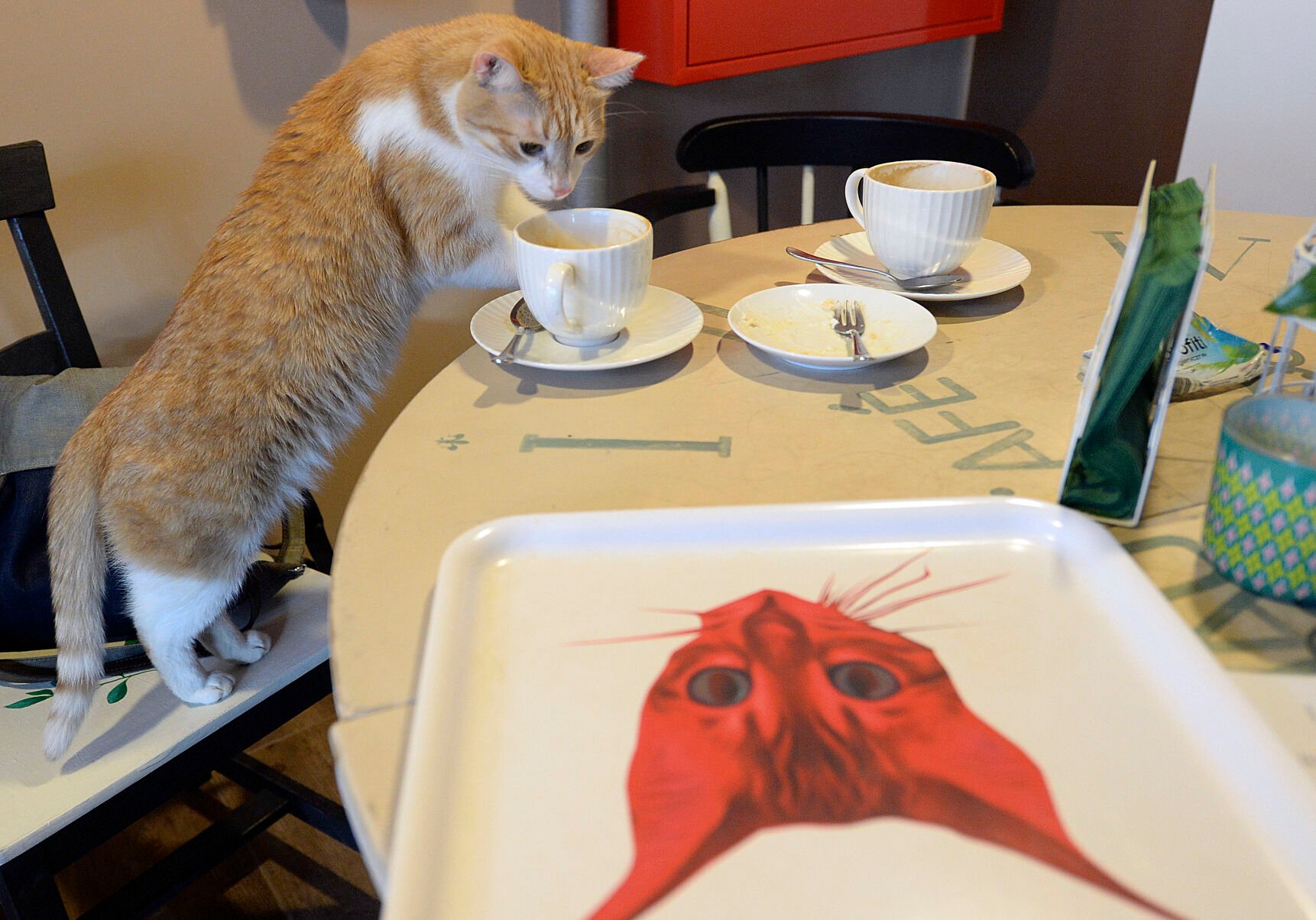 <p>One of seven cats that keep the company of the visitors at a "Miau Cafe" finishes a cake in Warsaw, Poland, on Jan. 13, 2018.</p>