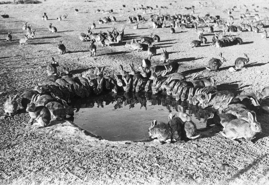 How 24 British Rabbits Took Over Australia