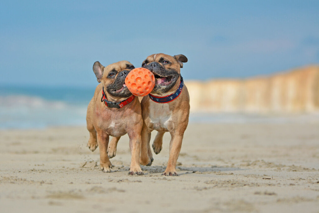 How To Have A Wallet Happy And Pet Friendly Summer Getaway