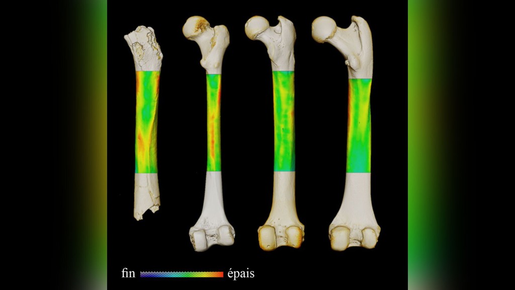 A 7 Million Year Old Practice Set Our Ancestors On The Course To Humanity, New Study Finds