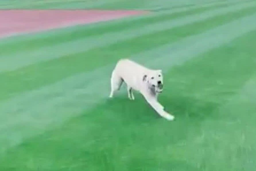 Seattle Mariners Hit A Home Run With Adoption Of Rescue Dog Tucker