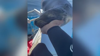 Watch Now: Sleepy Sea Lion Turns Diver’s Hand Into A Pillow In Mexico