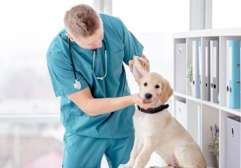 Illness Sickening Michigan Dogs Is Parvovirus, Tests Find