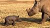 Watch Now: South Africa Wildlife Sanctuary Welcomes White Rhino Calf