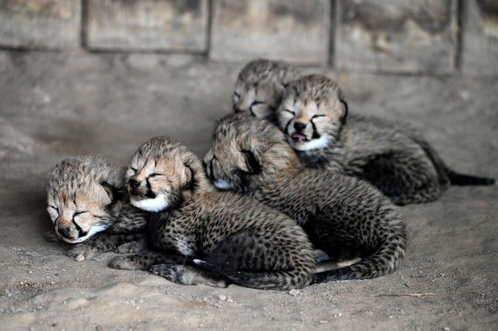 19 ‘playful’ Cheetah Cubs Born At Virginia Zoo