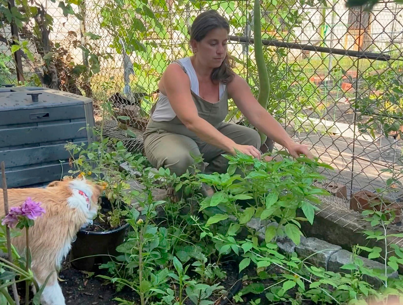 <p>This photo shows Theresa Fiumano-Rhatigan in her Brooklyn garden on Aug. 8, 2022. The seasoned home gardener relies on family members to care for her garden when she’s away for extended periods. (Kerry Butts via AP)</p>