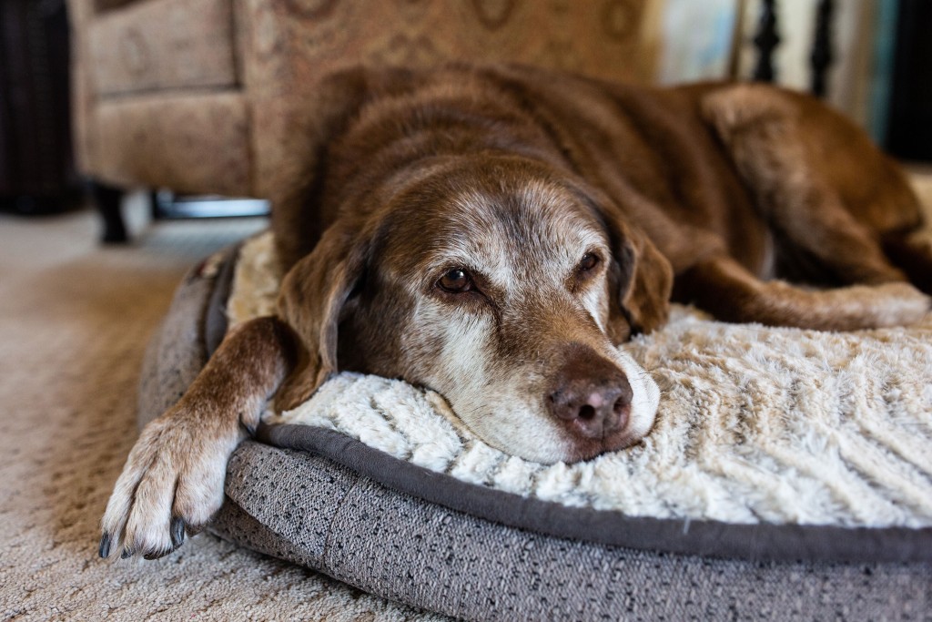 Doggie Dementia Risk Rises Each Year After Age 10, Study Finds. Here’s What To Look For
