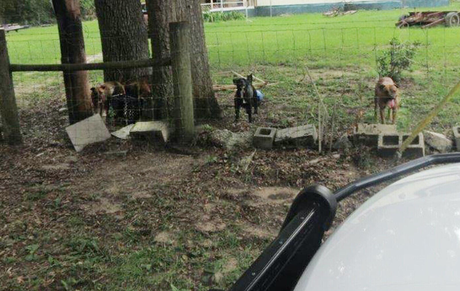 <p>A 61-year-old postal carrier died after being attacked by five dogs. The Putnam County Sheriff's Office released a photo of the dogs involved.</p>