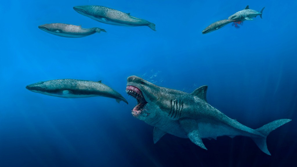 The Extinct Superpredator Megalodon Was Big Enough To Eat Orcas, Scientists Say